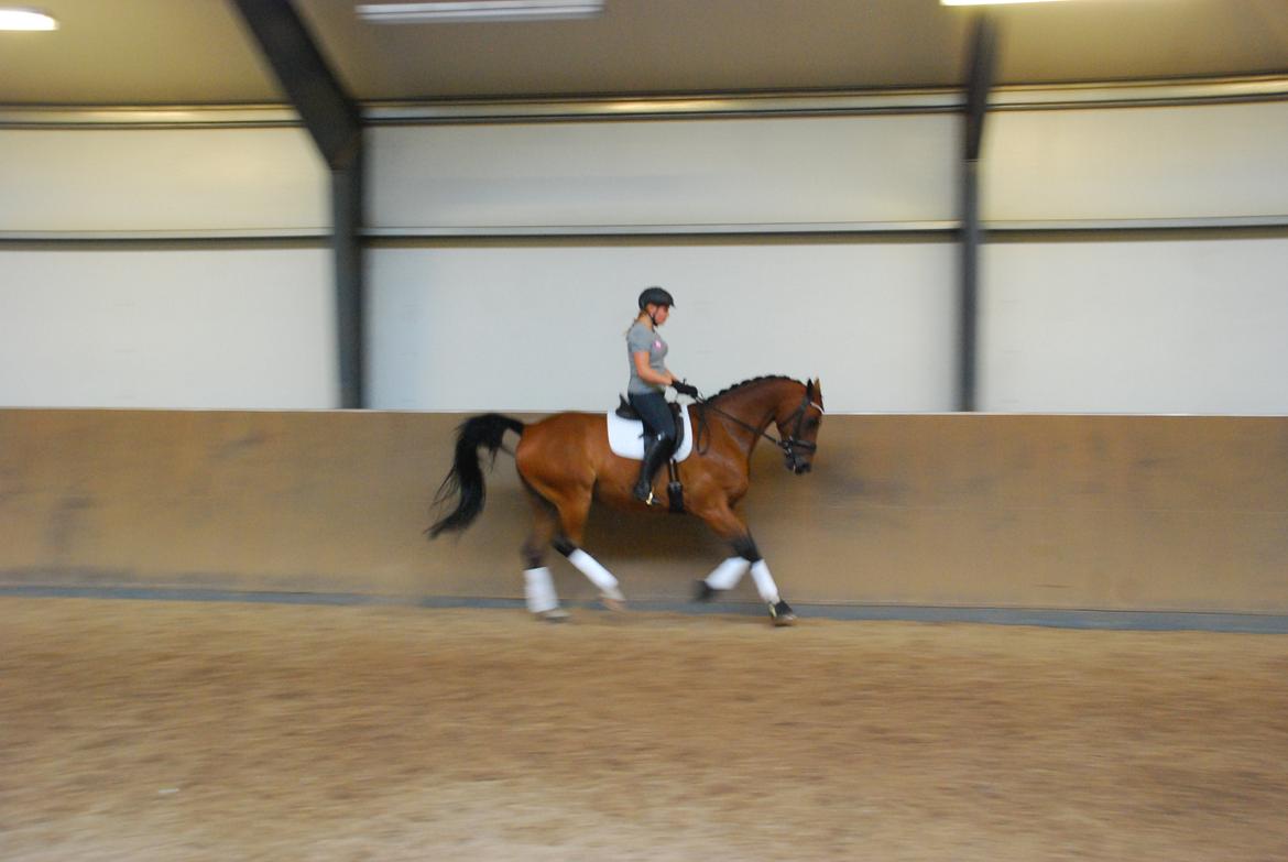 Anden særlig race Refsgaards Cheval billede 34