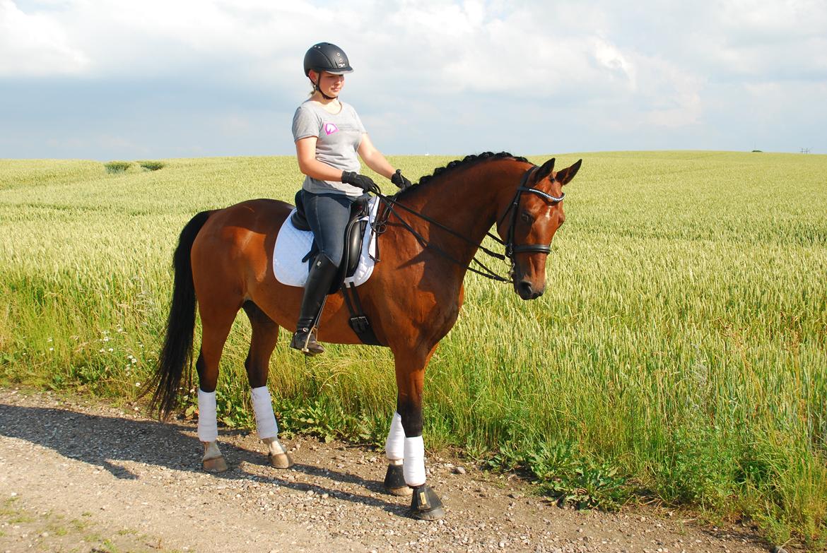 Anden særlig race Refsgaards Cheval billede 38