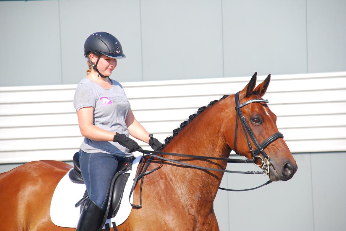 Anden særlig race Refsgaards Cheval billede 37