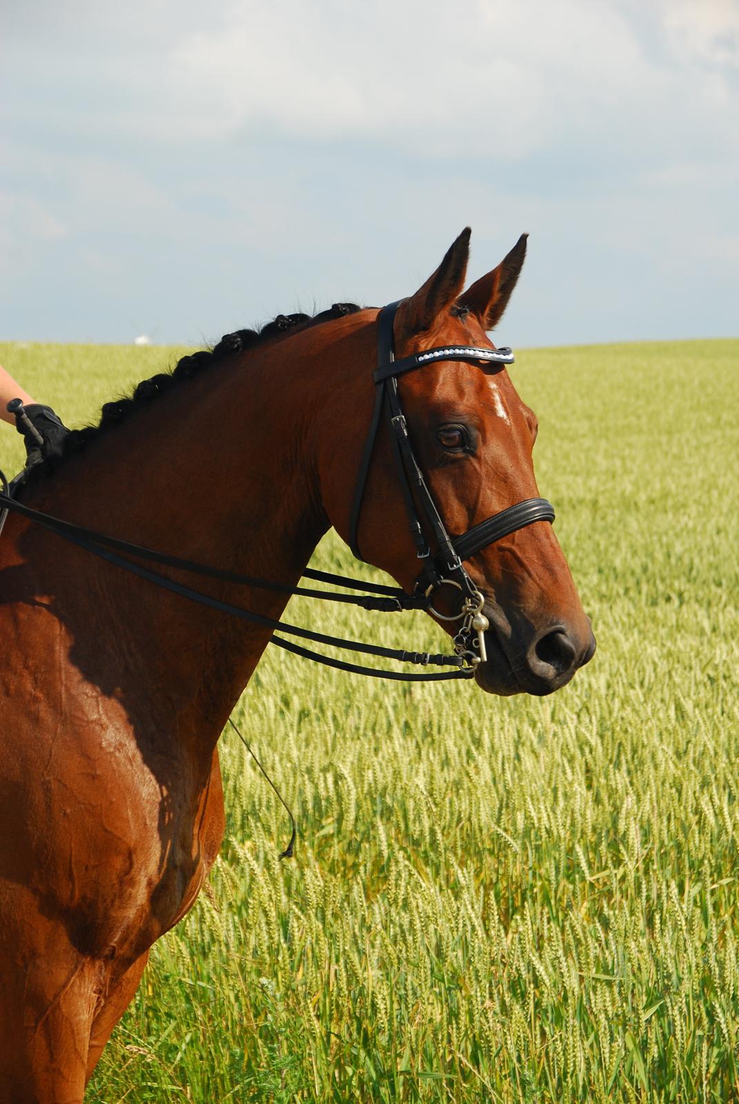 Anden særlig race Refsgaards Cheval billede 1