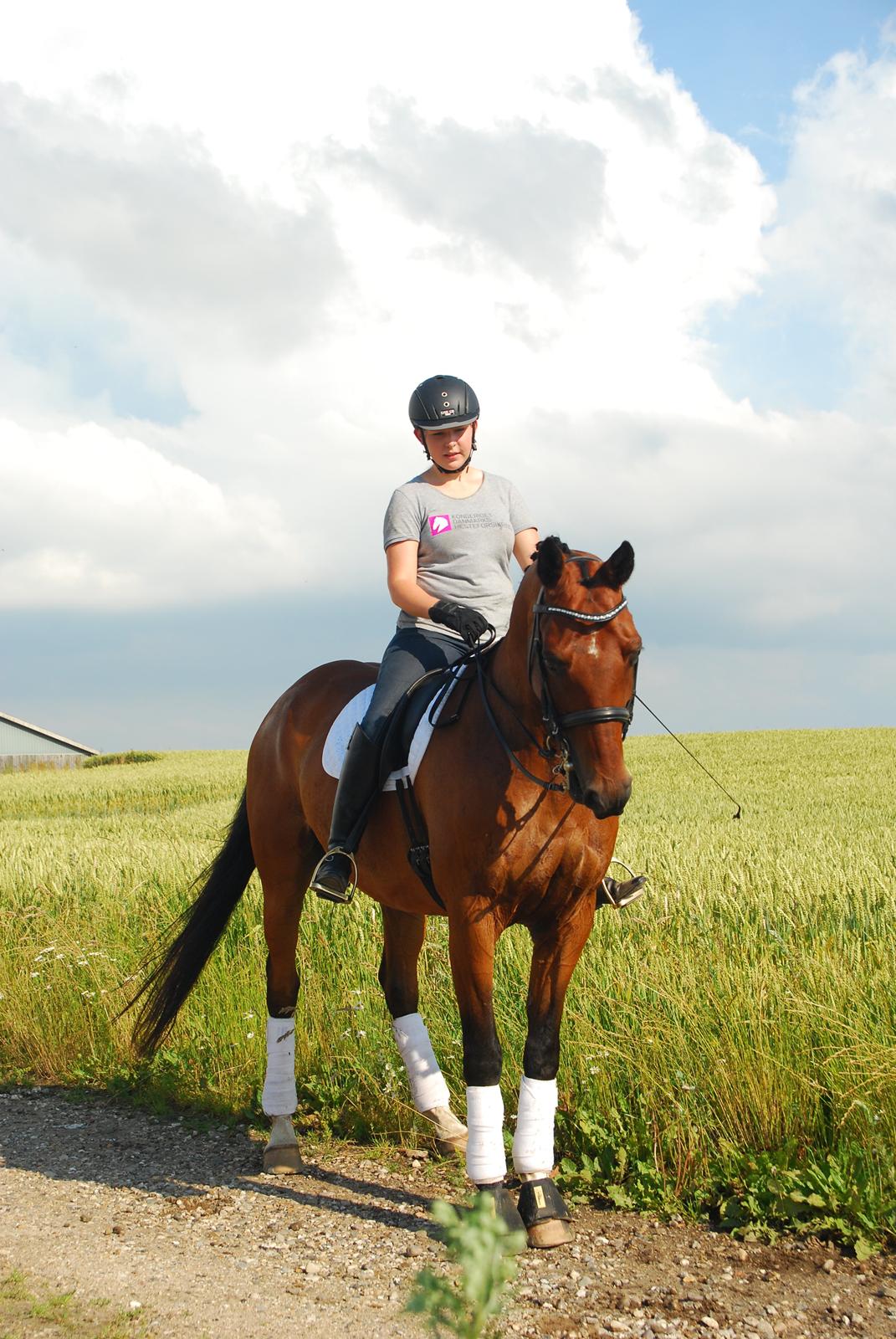 Anden særlig race Refsgaards Cheval billede 41