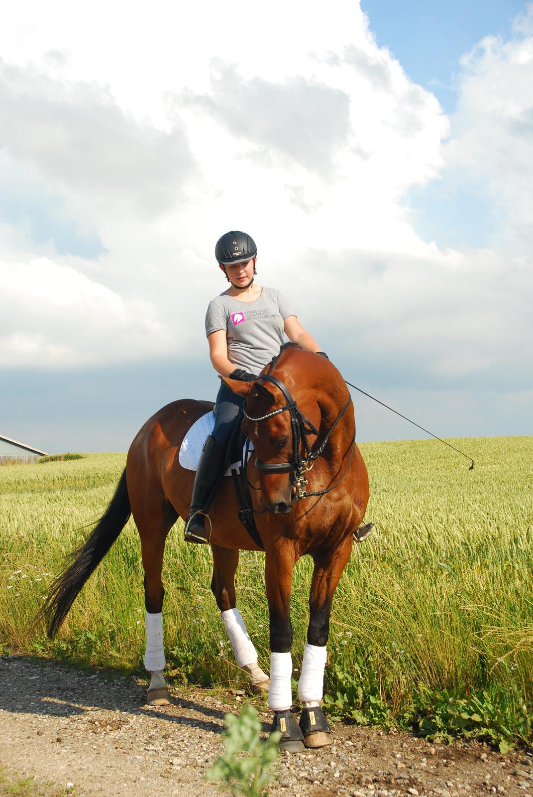 Anden særlig race Refsgaards Cheval billede 39