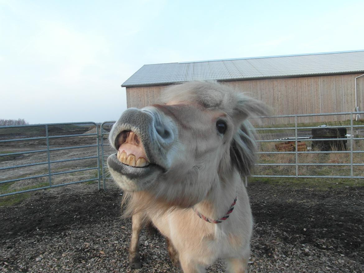 Fjordhest Leedals Lukas - Ældre billede. Smiletricket. billede 9