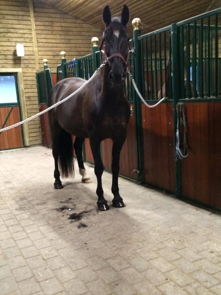 Hollandsk Varmblod Wilma *Solgt-savnet* billede 1