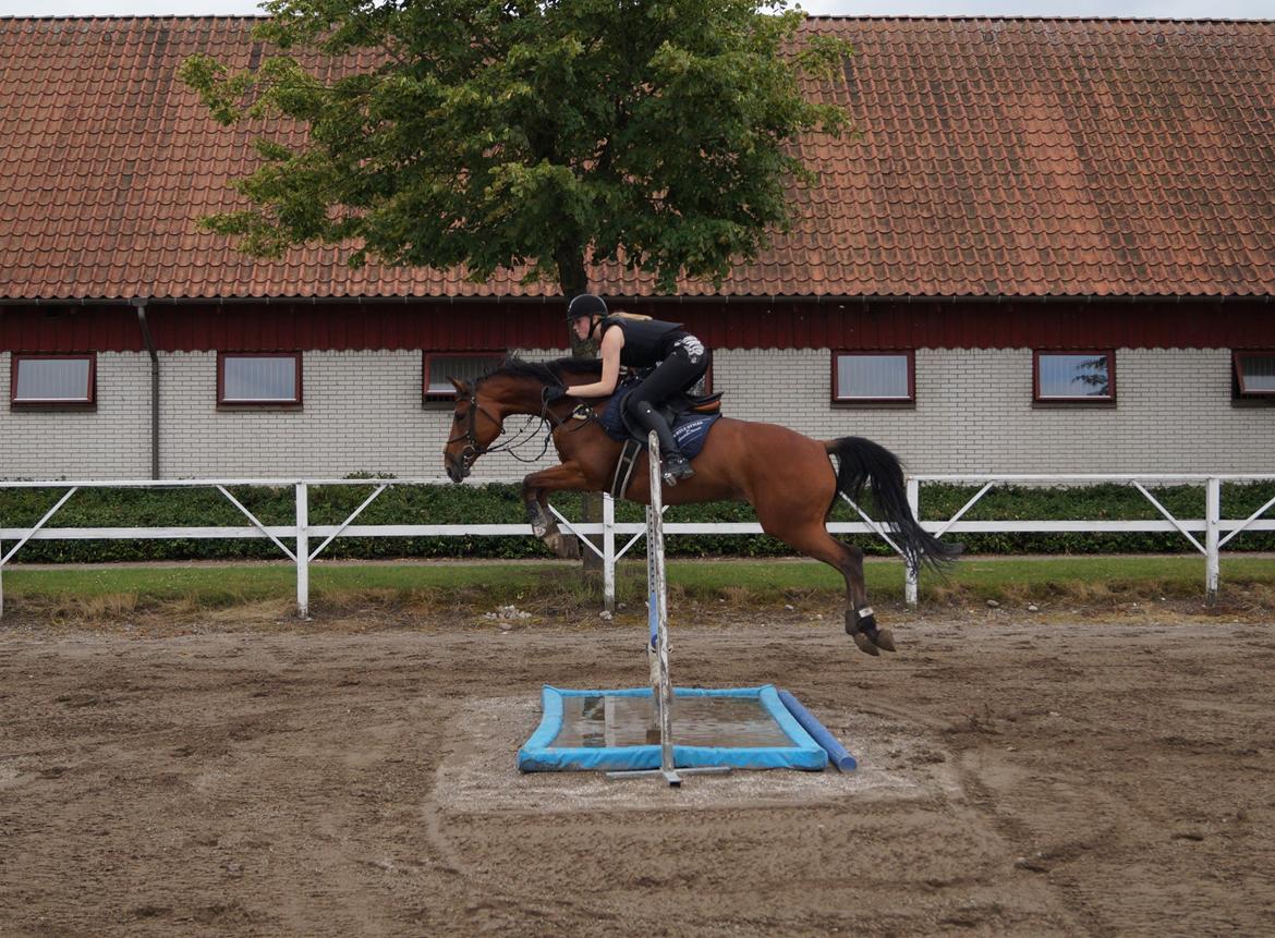 Dansk Varmblod Monique (baby) billede 2