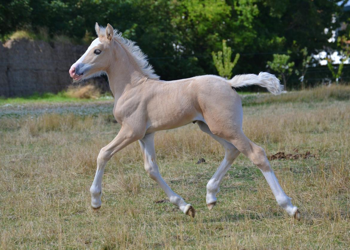 Welsh Cob (sec D) MELANDERS WILL TURNER *Avlshingst* - Foto Zanne Jedig. 18 dage gammel billede 10