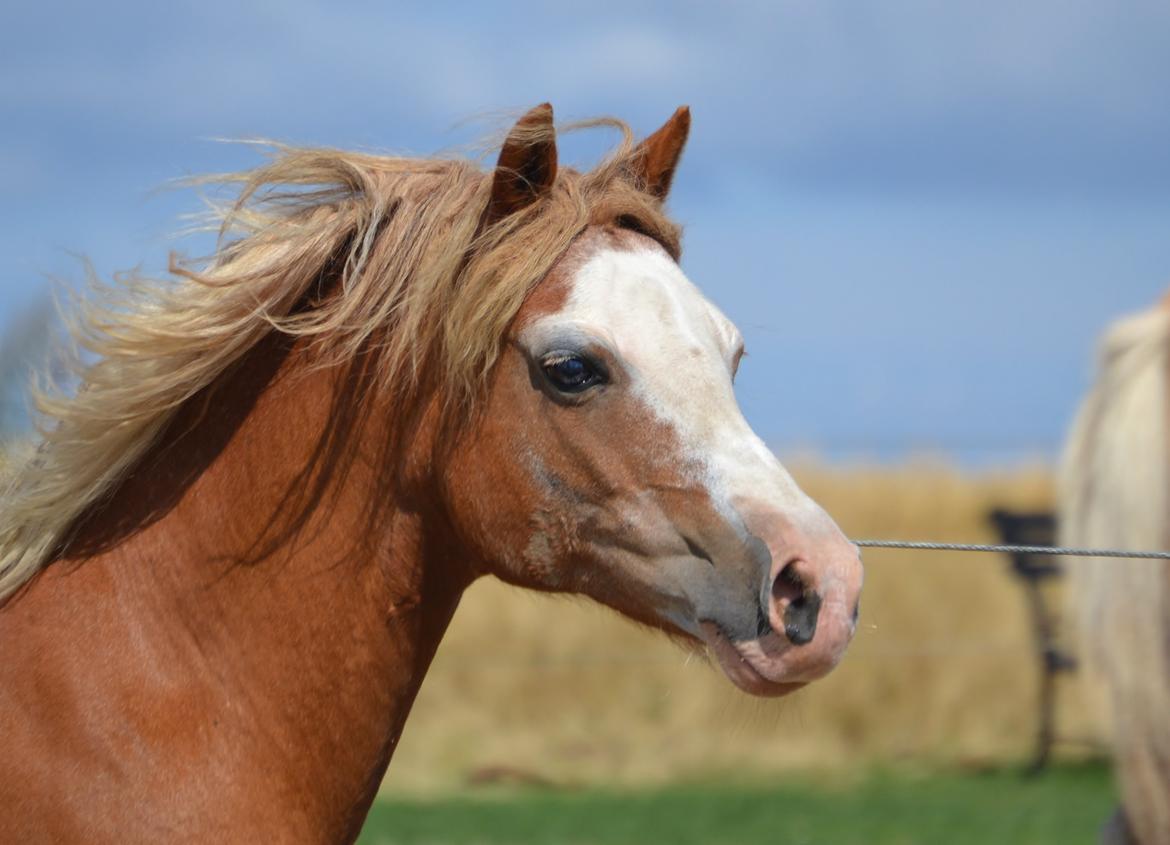 Welsh Mountain (sec A) Ceulan Romany - Foto: Zanne Jedig billede 30