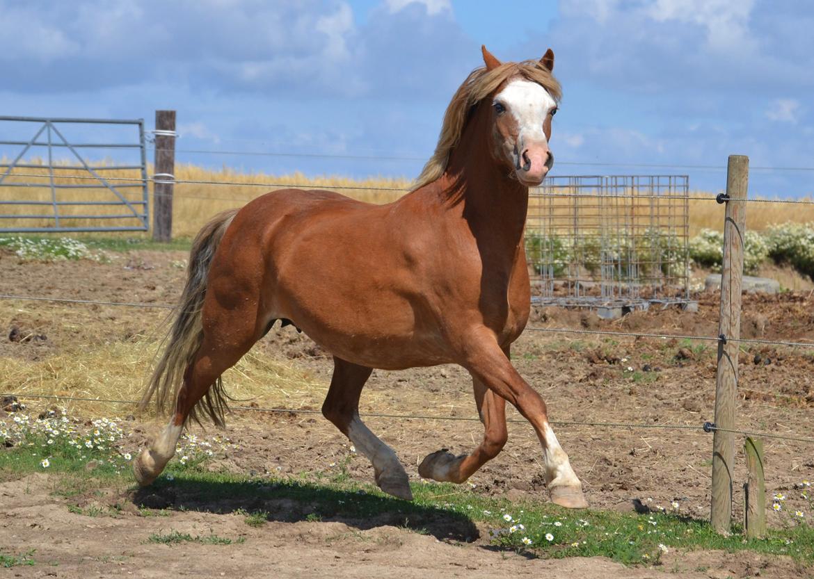 Welsh Mountain (sec A) Ceulan Romany - Foto: Zanne Jedig billede 3