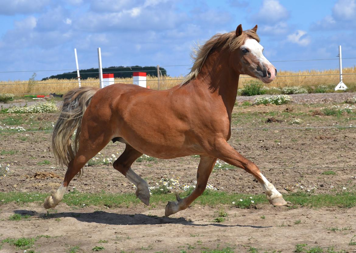 Welsh Mountain (sec A) Ceulan Romany - Foto: Zanne Jedig billede 4
