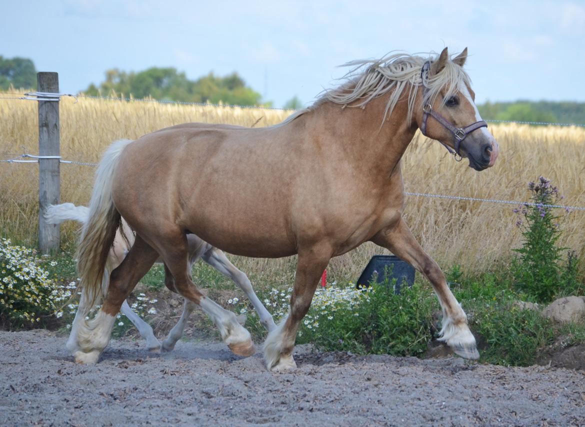 Welsh Cob (sec D) Rosalinde - Foto: Zanne Jedig billede 16