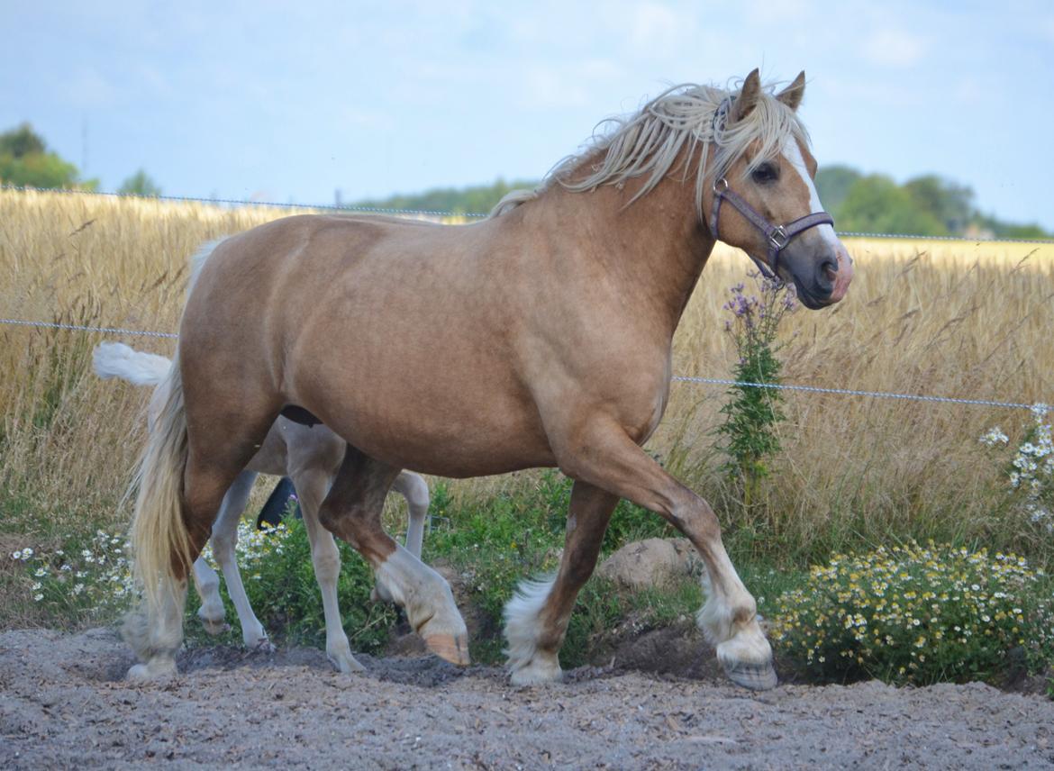 Welsh Cob (sec D) Rosalinde - Foto: Zanne Jedig billede 30