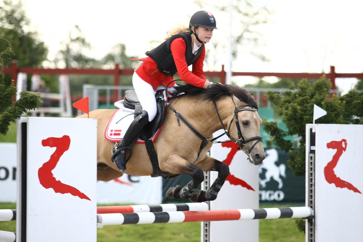 Tysk Sportspony Steendieks Darco {Hingst} billede 1