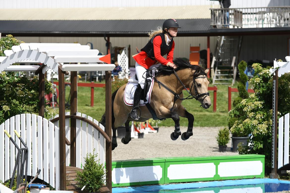 Tysk Sportspony Steendieks Darco {Hingst} billede 18