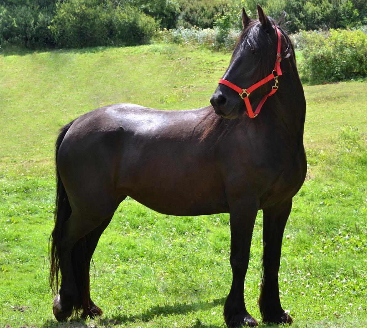 Barockpferd Clarissa billede 7