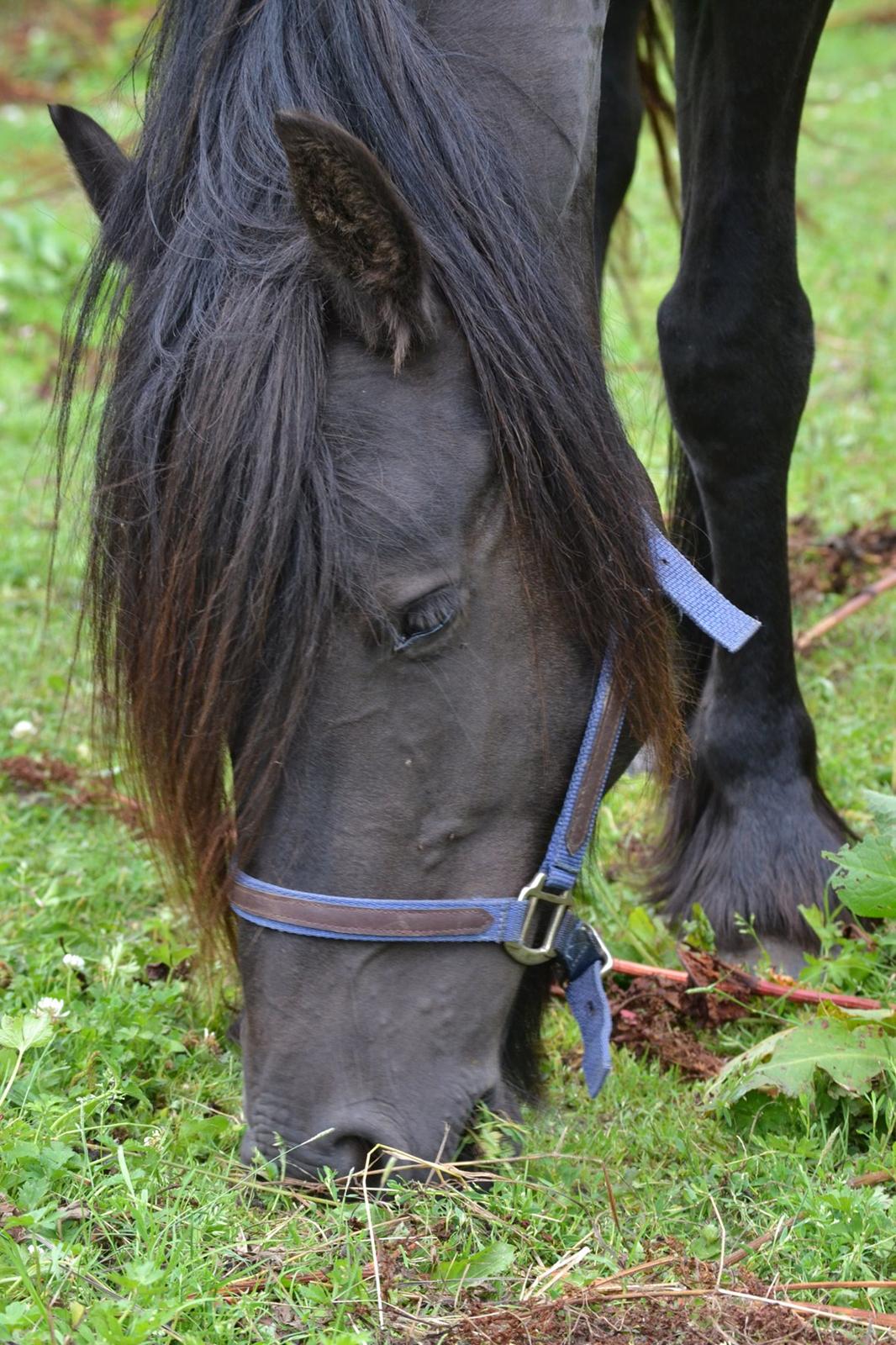 Barockpferd Clarissa - Da de lige var kommet hjem. billede 10