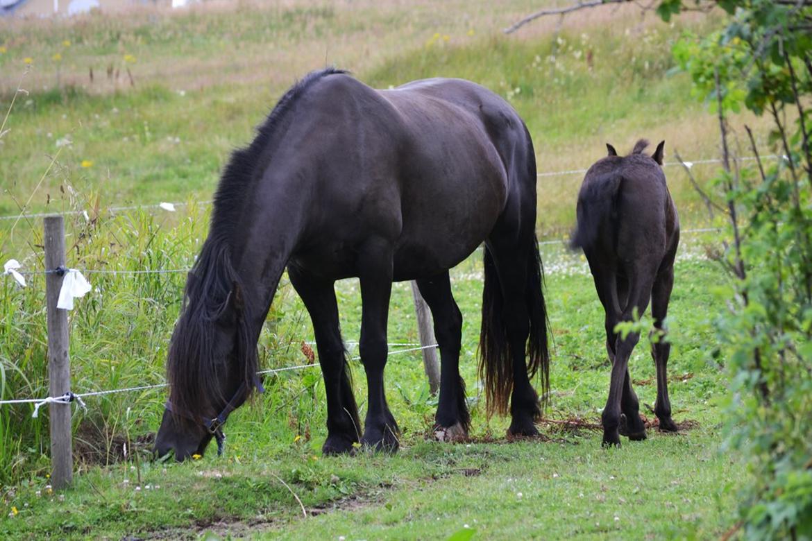 Barockpferd Clarissa - Da de lige var kommet hjem. billede 9