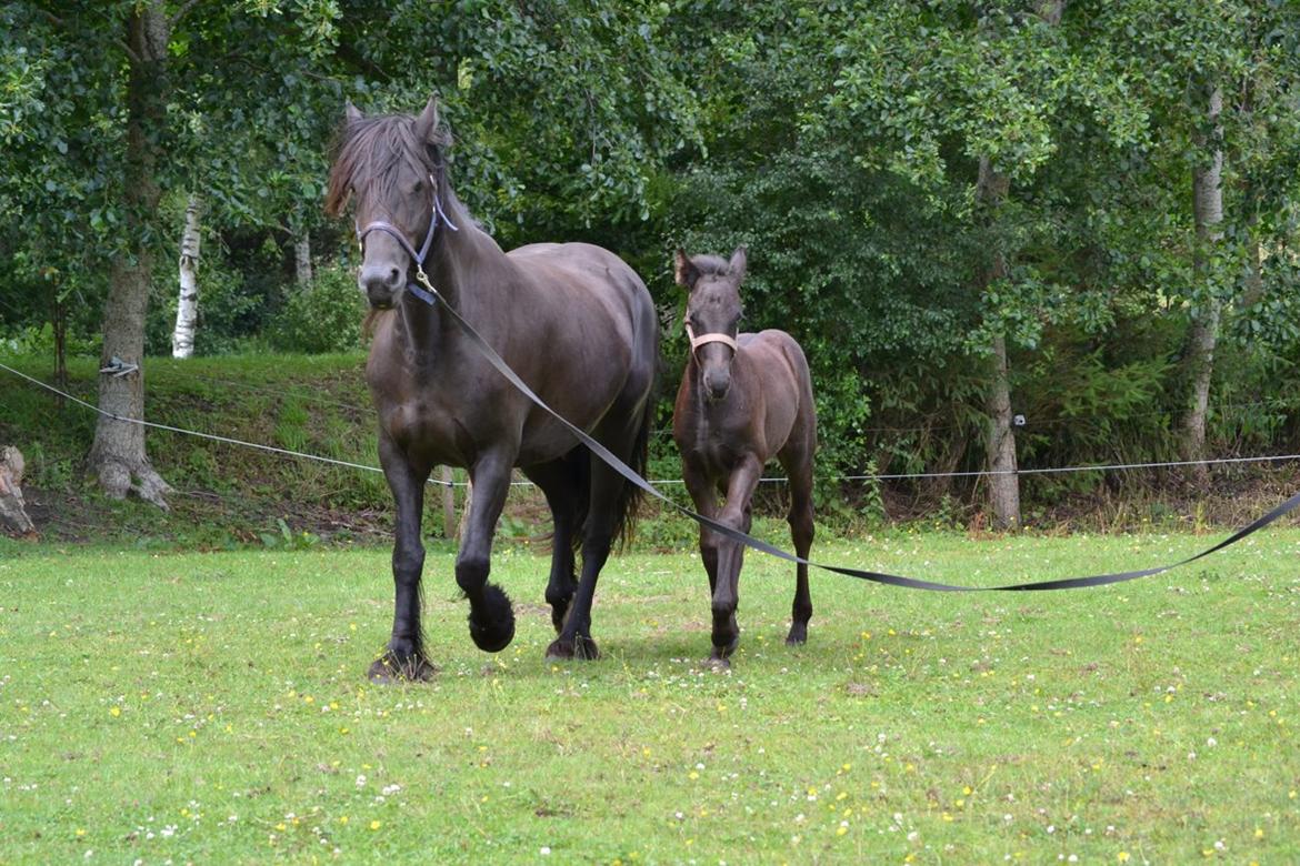 Barockpferd Clarissa - Første gang vi har hende i longe. billede 12