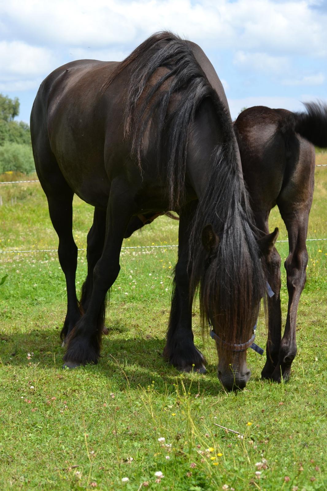 Barockpferd Clarissa - Står og hygger på marken. billede 13