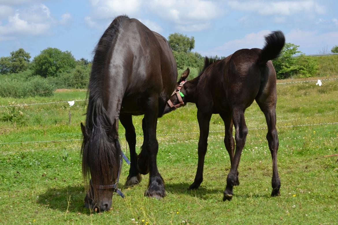 Barockpferd Clarissa - Står og hygger på marken. billede 14