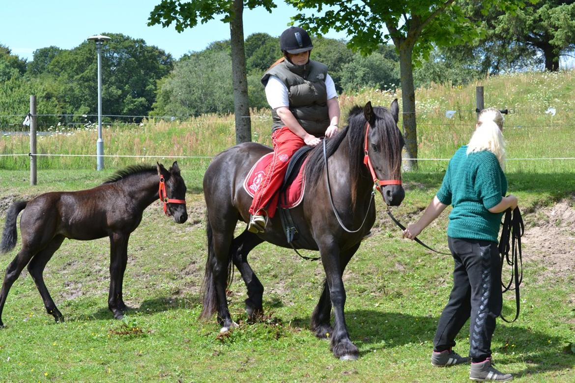 Barockpferd Clarissa - Første gang vi rider på hende. billede 15