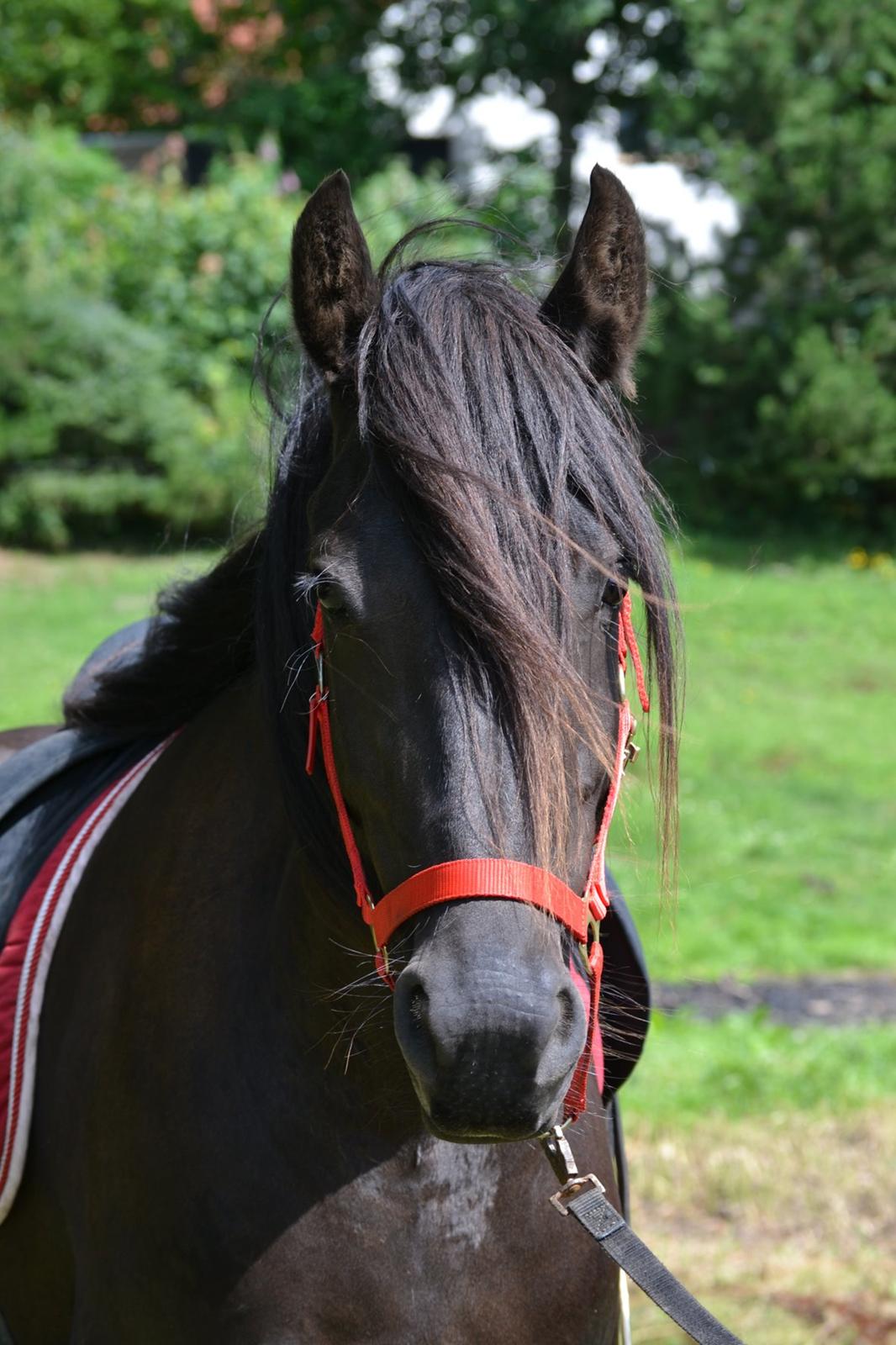 Barockpferd Clarissa - Første gang vi har sadel på hende.  billede 5