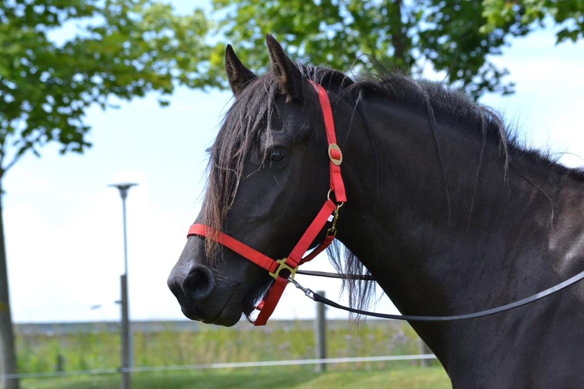 Barockpferd Clarissa - Første gang vi rider på hende. billede 16
