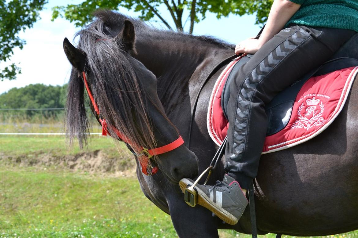 Barockpferd Clarissa - Første gang vi rider på hende. billede 18