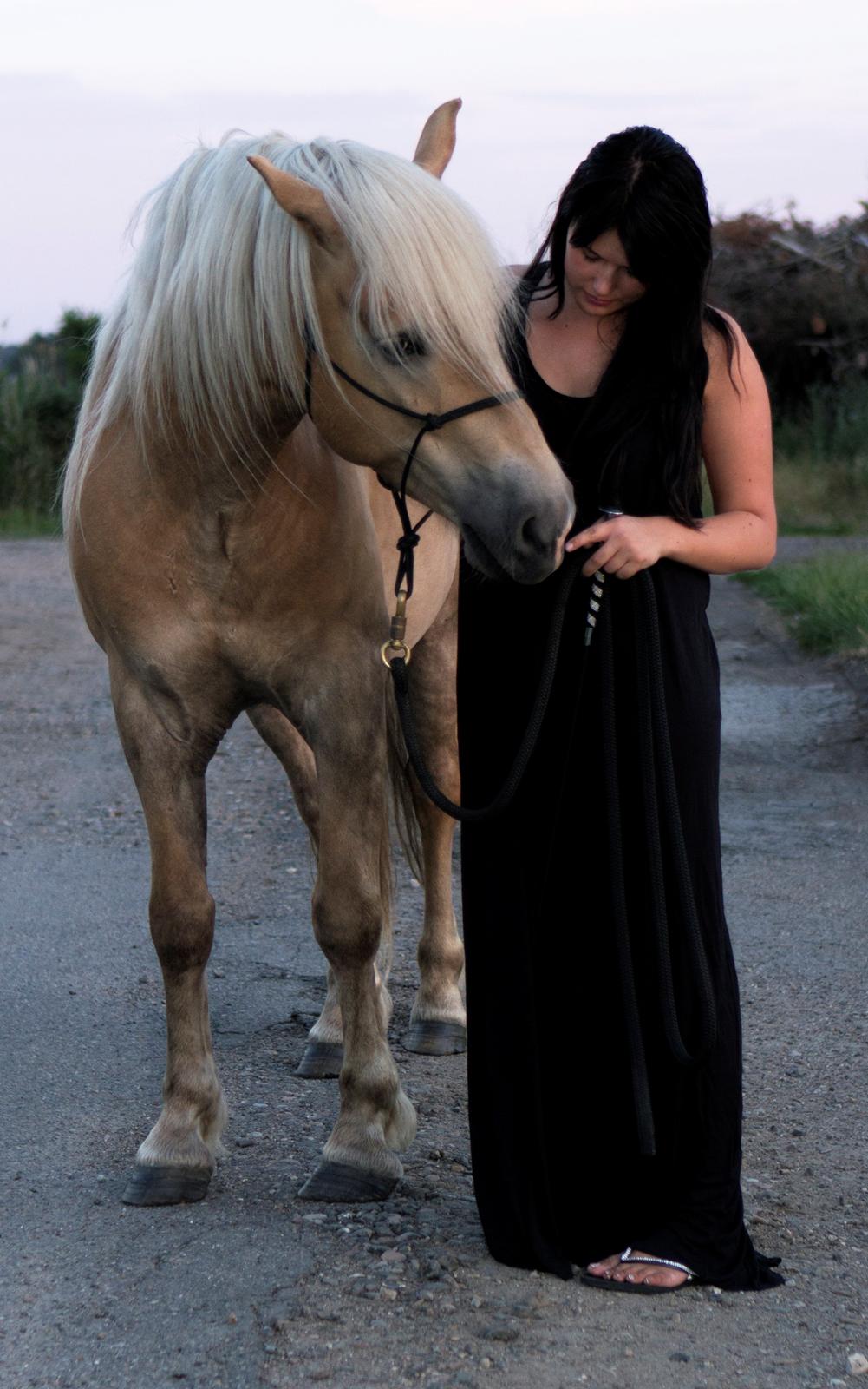 Tyroler Haflinger Walando billede 2