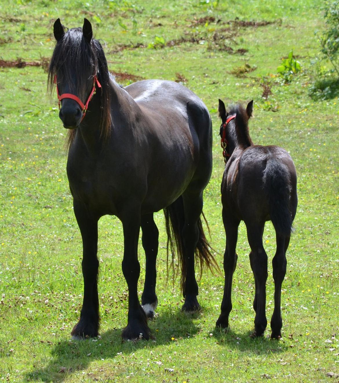 Barockpferd Clarissa - Hygge på marken. billede 6