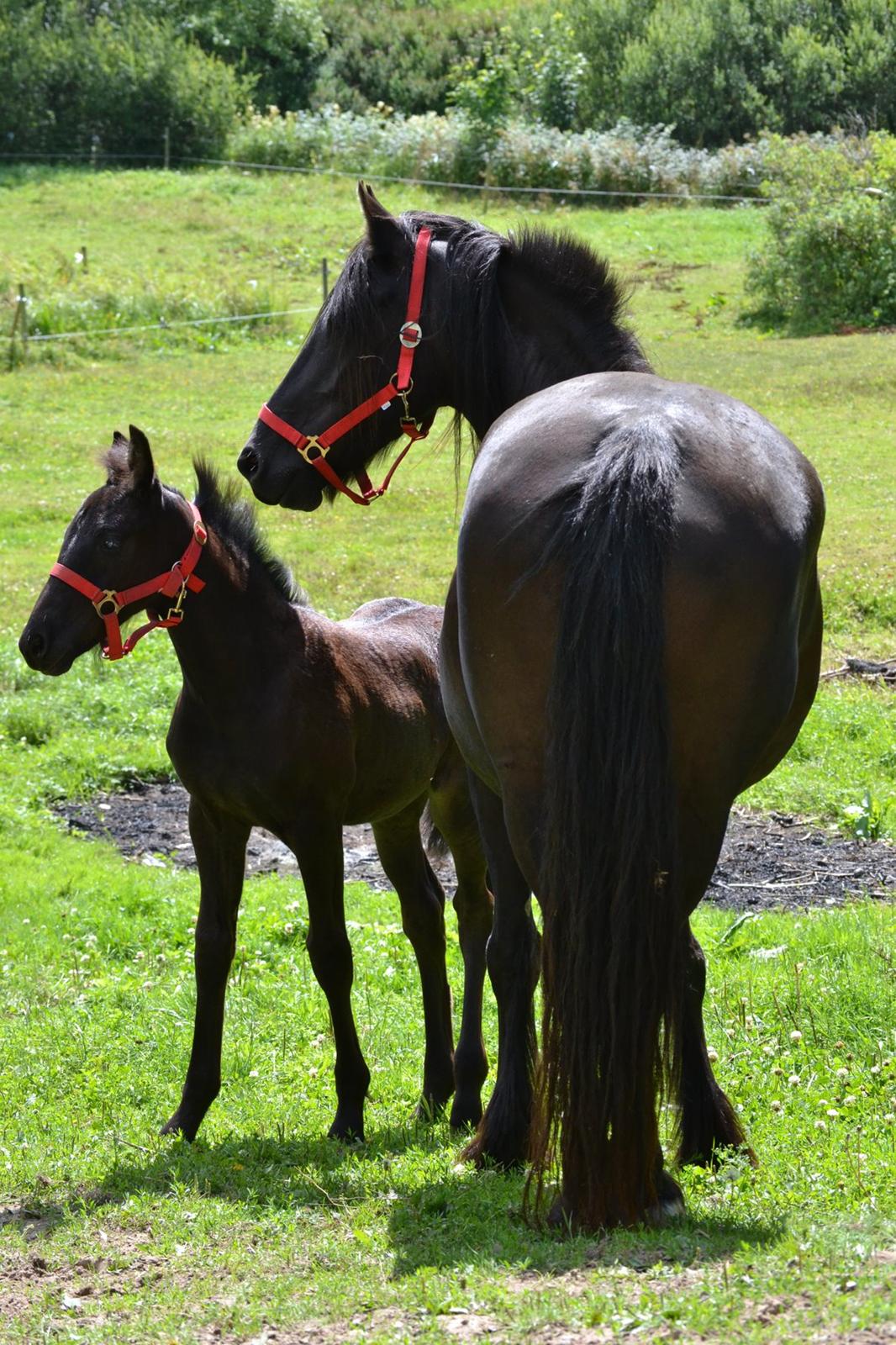Barockpferd Nørrelunds Zippo - Hygge på marken. billede 6