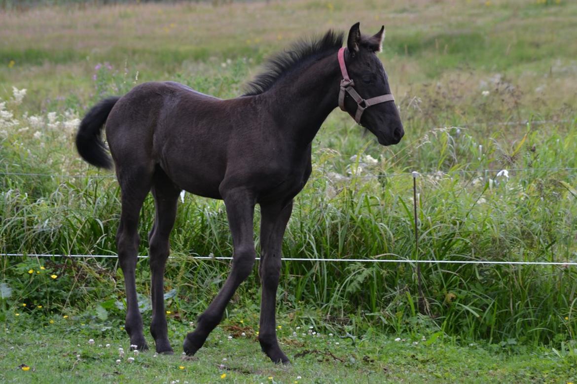 Barockpferd Nørrelunds Zippo billede 10
