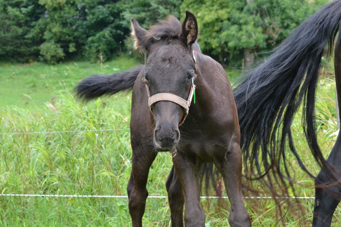 Barockpferd Nørrelunds Zippo billede 11