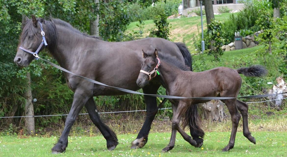 Barockpferd Nørrelunds Zippo - Første gang vi har både mor og datter i longe.  billede 12