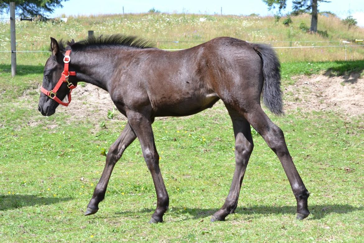 Barockpferd Nørrelunds Zippo billede 16