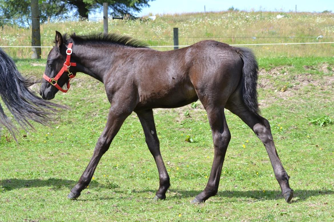 Barockpferd Nørrelunds Zippo billede 17