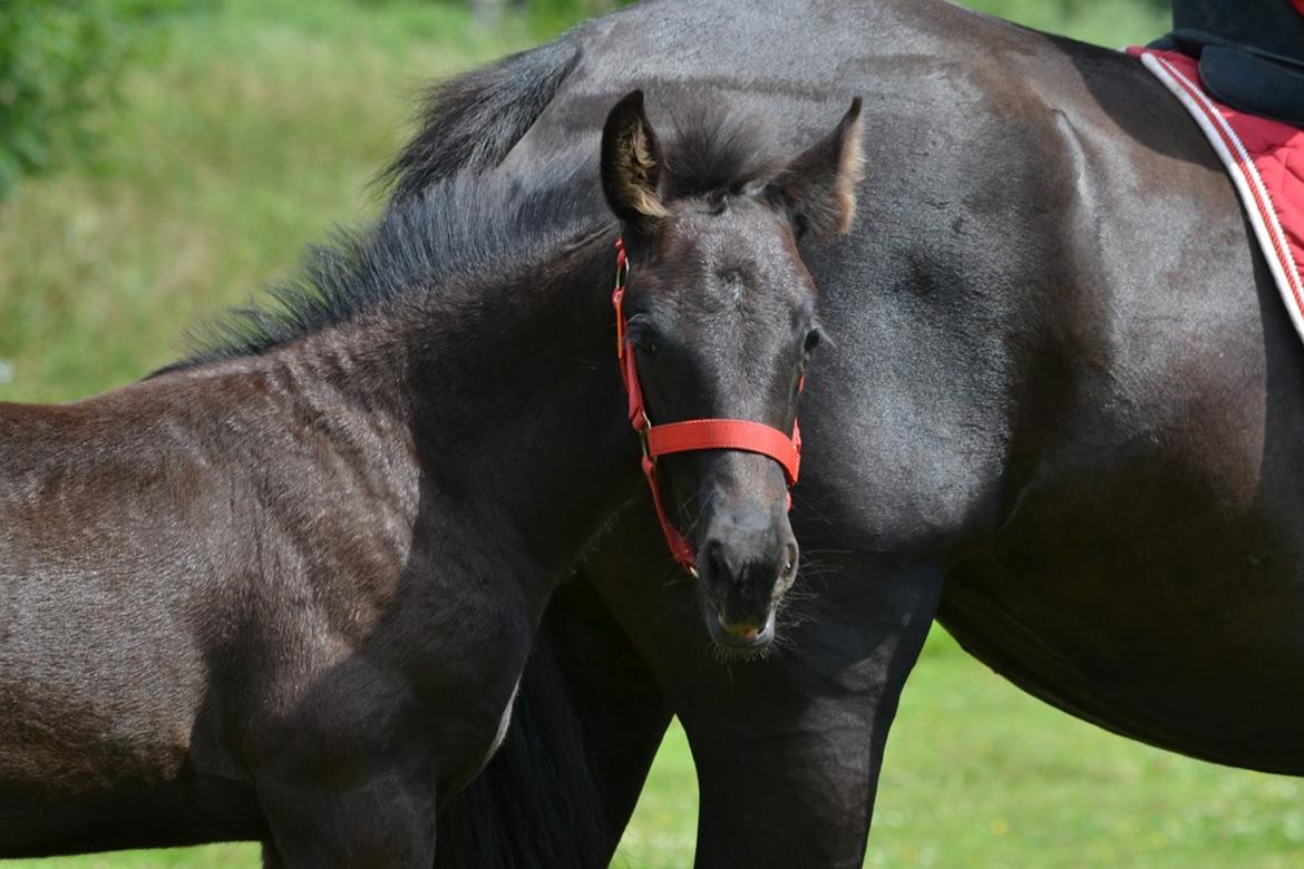 Barockpferd Nørrelunds Zippo - Følger efter, mens mor bliver redet. billede 5
