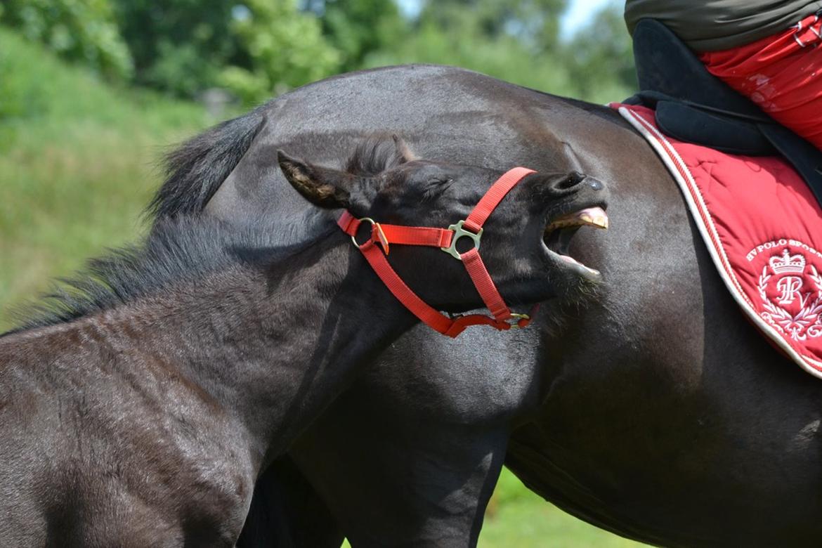 Barockpferd Nørrelunds Zippo - Det er hårdt at følge med mor, når hun bliver redet.  billede 8