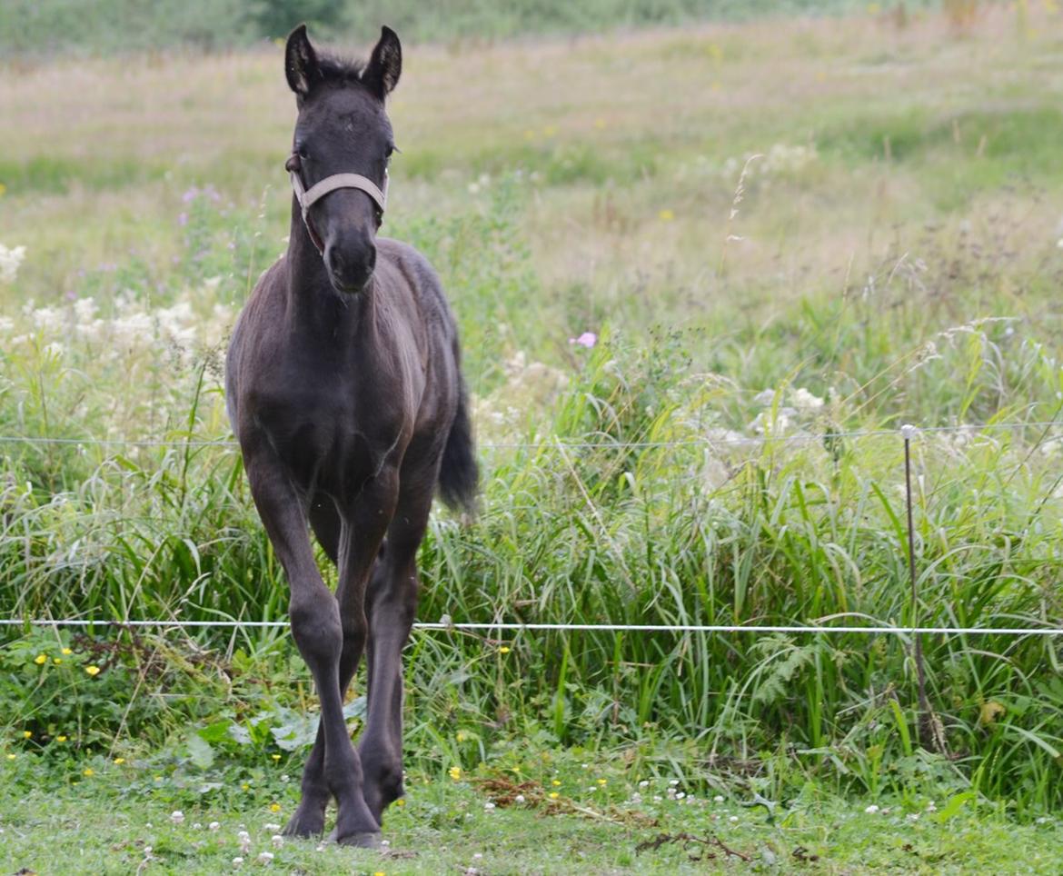 Barockpferd Nørrelunds Zippo - Hygge på marken. billede 9