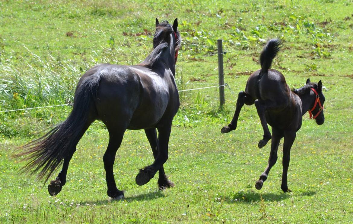 Barockpferd Nørrelunds Zippo - Hun er lidt fræk :p billede 18