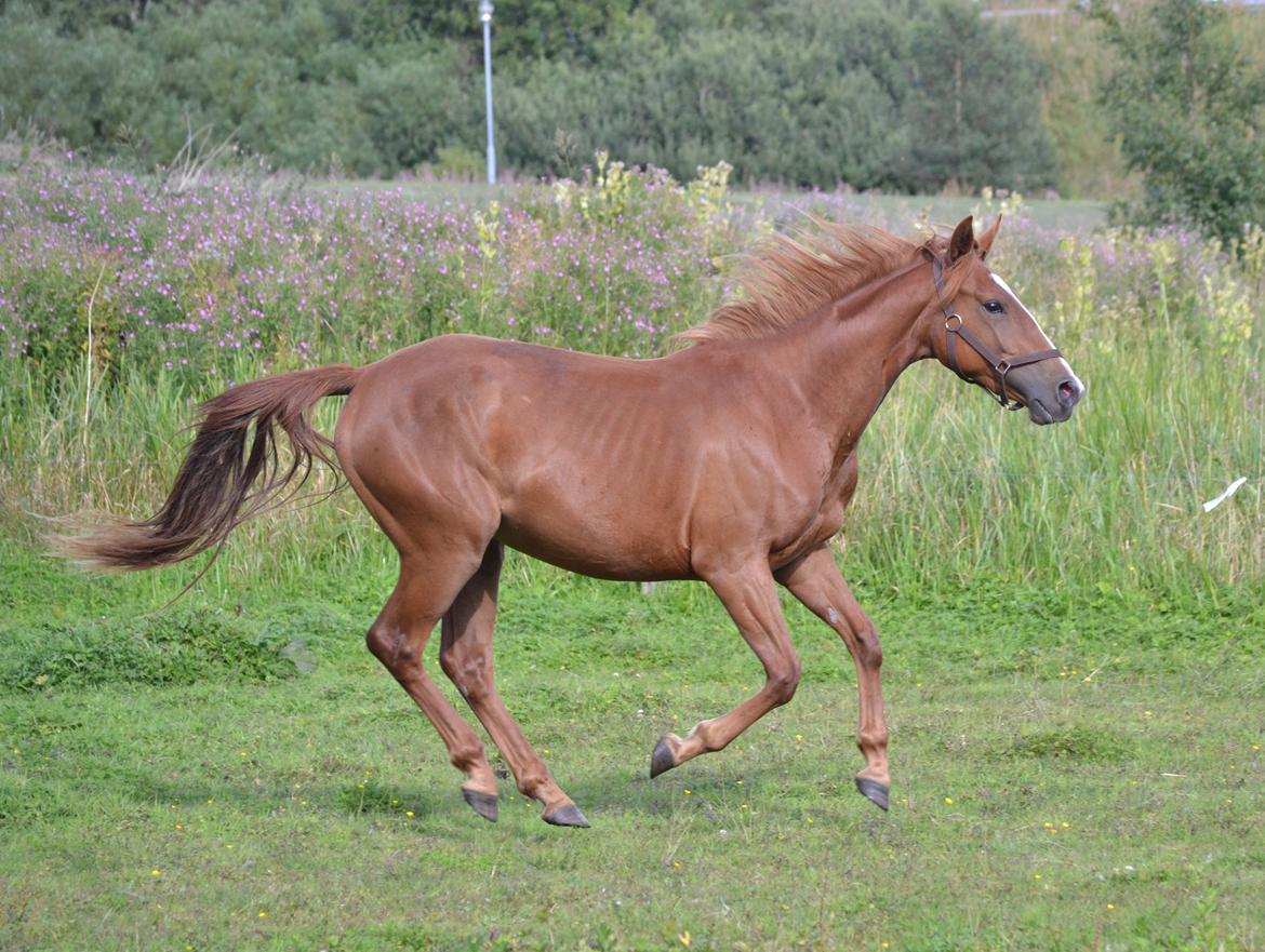 Anden særlig race Halo billede 17