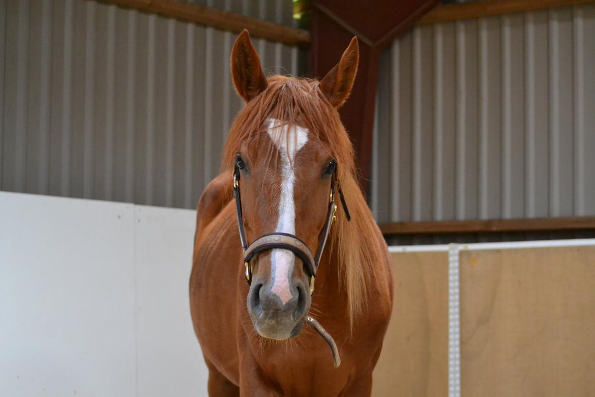 Anden særlig race Halo billede 18