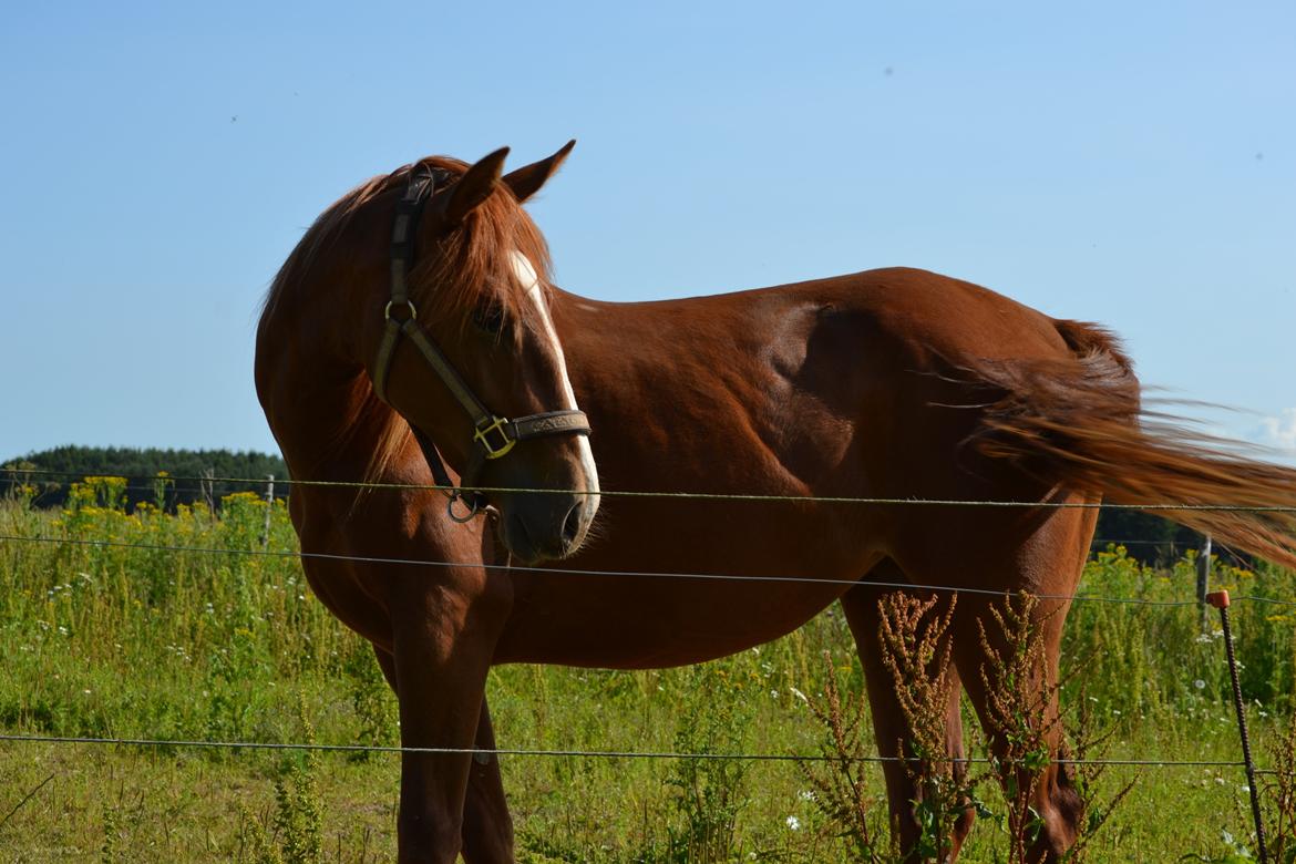 Anden særlig race Halo billede 7