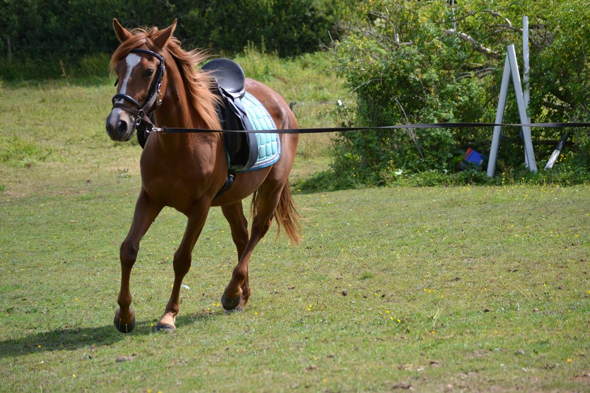 Anden særlig race Halo billede 19