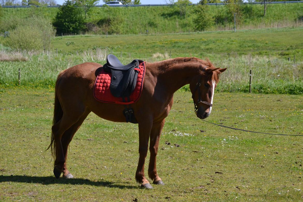 Anden særlig race Halo billede 3