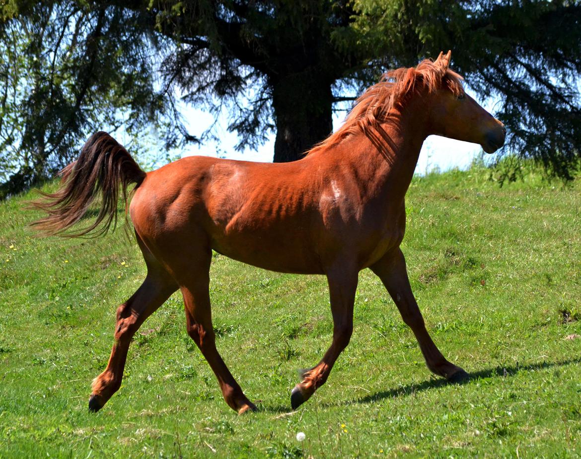 Anden særlig race Halo billede 6