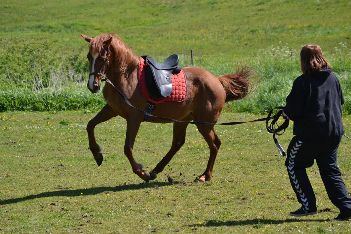 Anden særlig race Halo billede 20