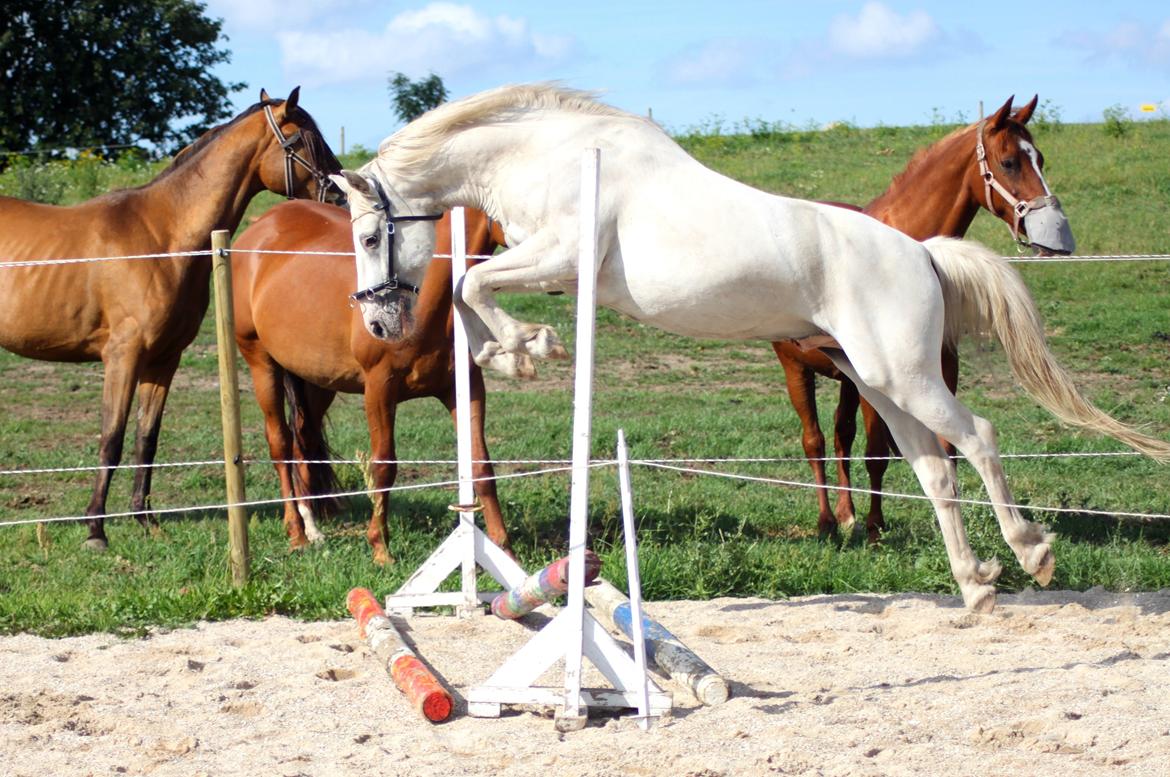 Anden særlig race Peter Plys - Plys overspringer! duuh, hvem sagde han ikke kunne? :D billede 4