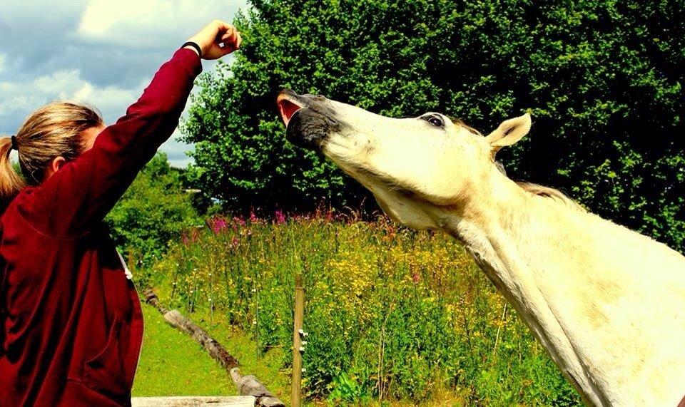 DSP Baxter billede 9