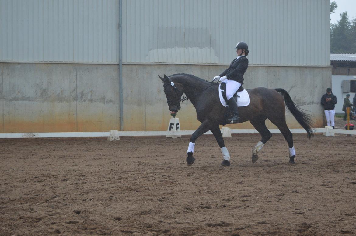 Dansk Varmblod Lewis - Jysk Rideuge 2014 billede 11