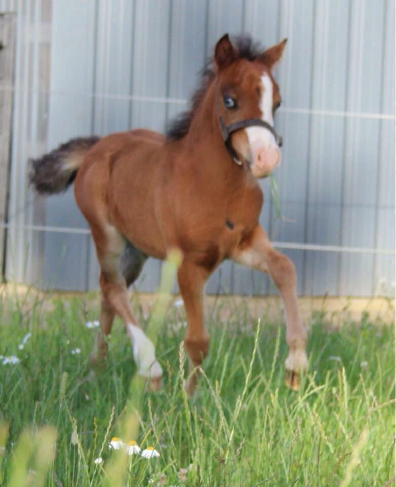 Belgisk Miniature SLT Commanders painted perfection aka Søren billede 22